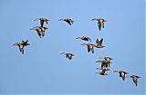 Northern Shoveler